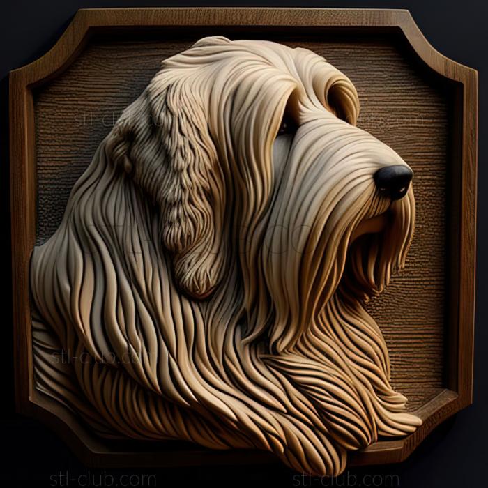 st Bearded Collie dog